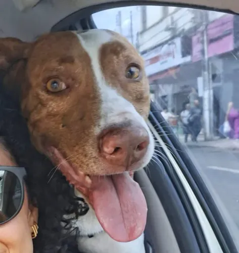Não sou Pitbull... só peguei a skin! ? ADOÇÃO RESPONSÁVEL