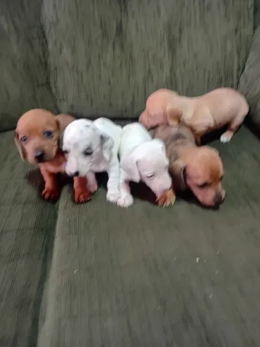 Filhotes de Basset (salsicha)