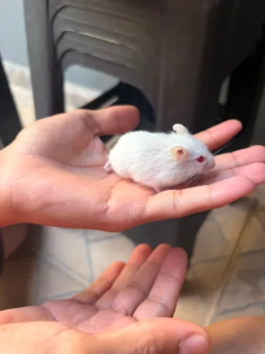 hamster anão russo