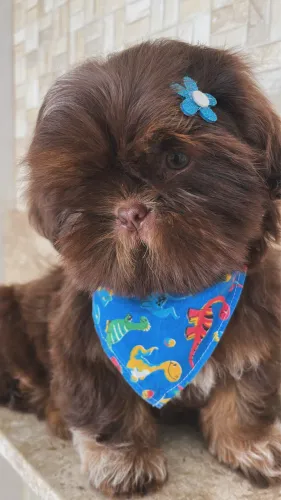 Shihtzu linhagem chocolate