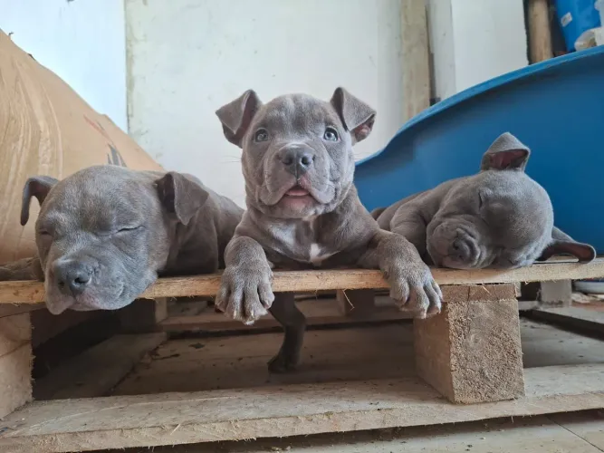 American bully