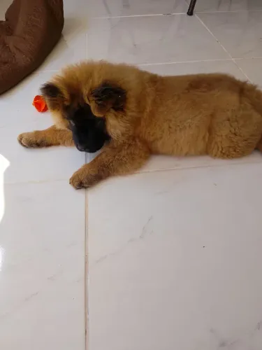 Filhote de Chow Chow fêmea 