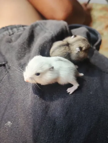 Filhotinhos anão russo(chinês)