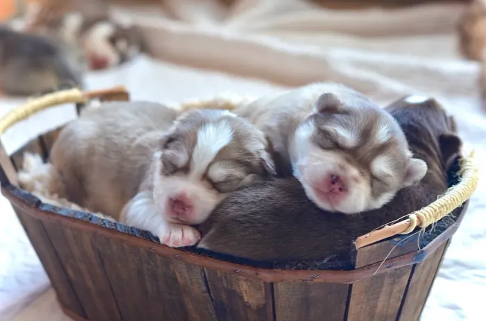 Husky siberiano wooly