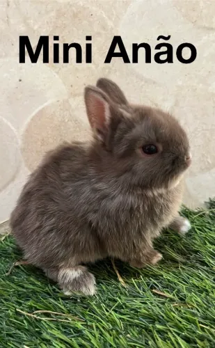 Mini coelhos