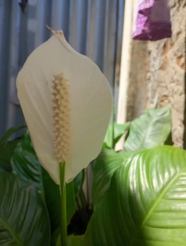 LÍRIOS DA PAZ COM FLOR