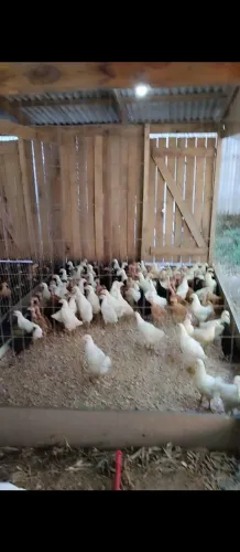 Franginhas caipiras com quase 2 meses