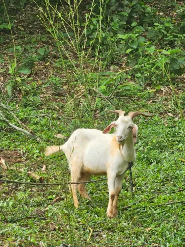Cabrito Bode