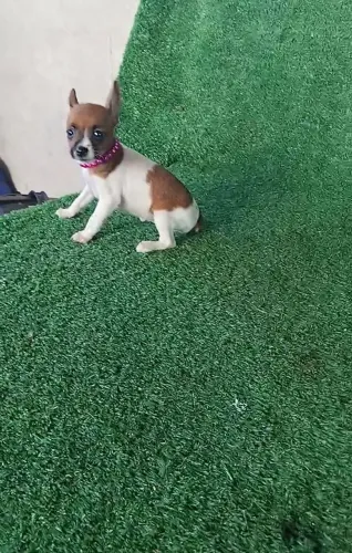 Pinscher Pampa -Linda e Exclusiva!
