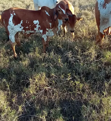 Bezerro pintado