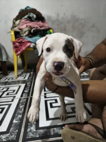 Vendo Linda filhote de Pitbull
