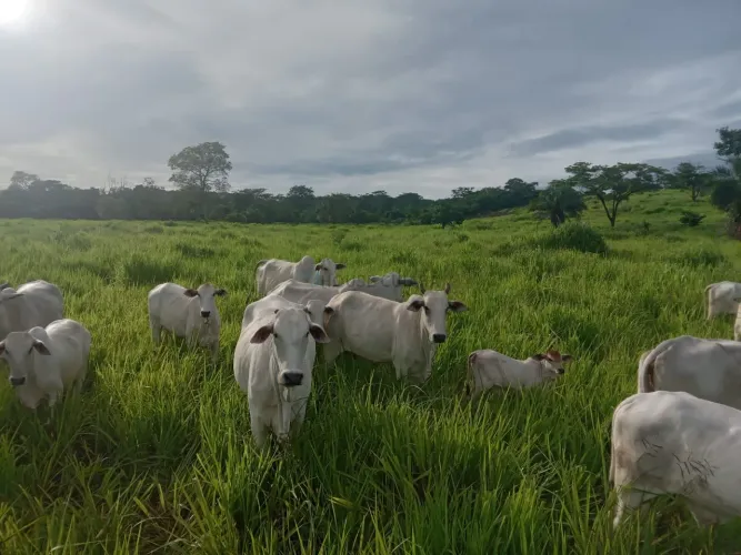 Vendo!!! fazenda 84 hectares próximo da cidade de São José do Povo MT