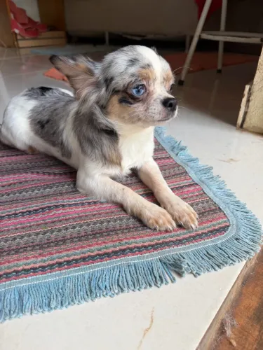 Chihuahua macho 6 meses 