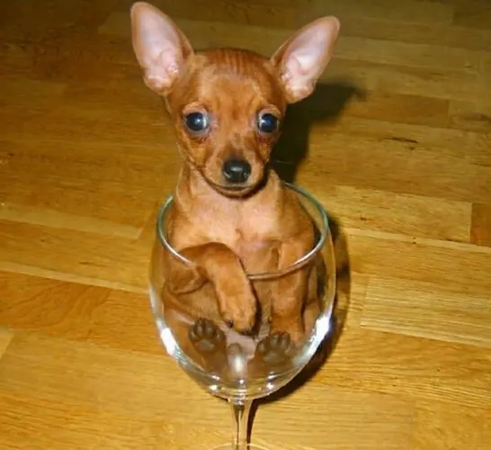 Pinscher Mini Vacinados - Aceito Cartão