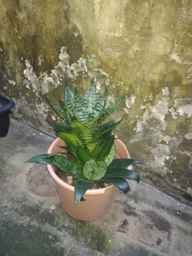 Mini -espada -de - São Jorge$30,00.
