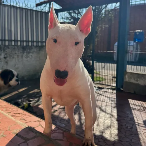 BULL TERRIER - ACEITO PROPOSTA