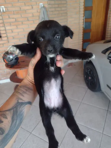 Doação filhote