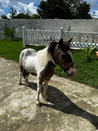 Mini pônei
