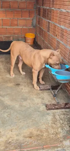 Pit monster