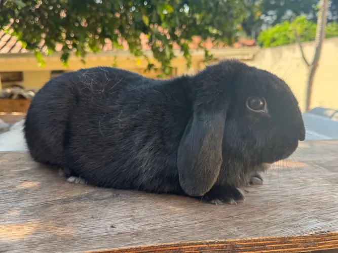 Coelha mini lop fêmea