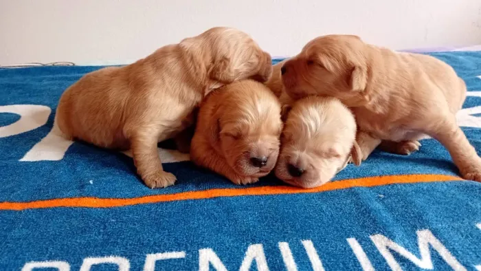 Golden machos lindos