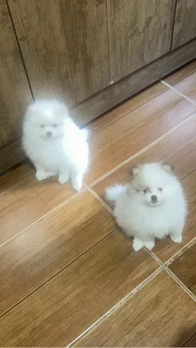 Pet venda