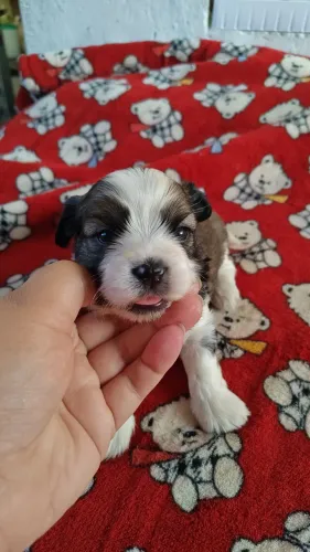 Yorkshire Biewer Terrier 