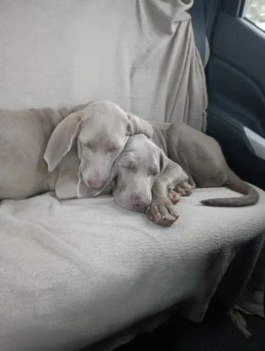 Filhote de Weimaraner 