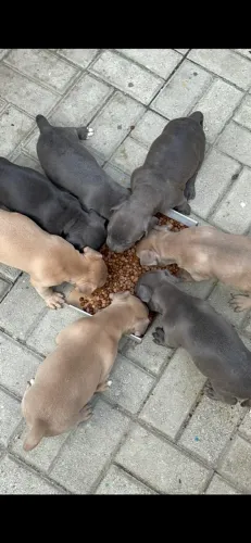 Filhote fêmea pitbull