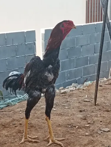 Vendo pintinho filho deste galo de grande qualidade