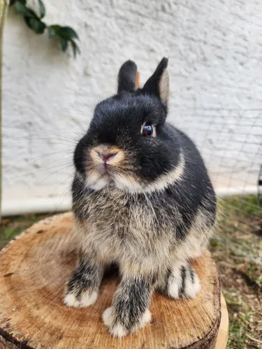 MACHO NETHERLAND DWARF 3 mesesANÃO|BLACK OTTER | 3 MESES | SUPER DÓCIL   