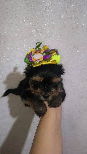 Filhote Yorkshire Terrier, Seu novo companheiro está mais perto do que imagina!