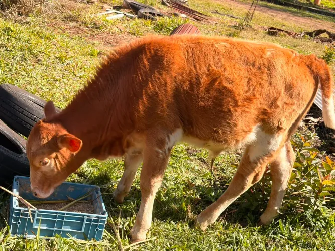 Terneiro gordo