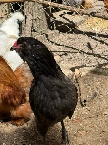 Galinhas araucárias