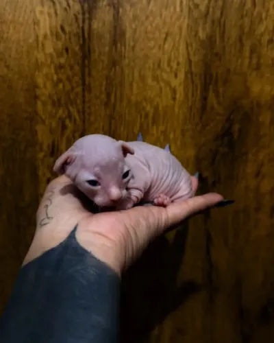 GATOS SPHYNX FILHOTES, RAÇA PURA