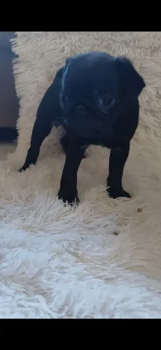 Pug preto filhote