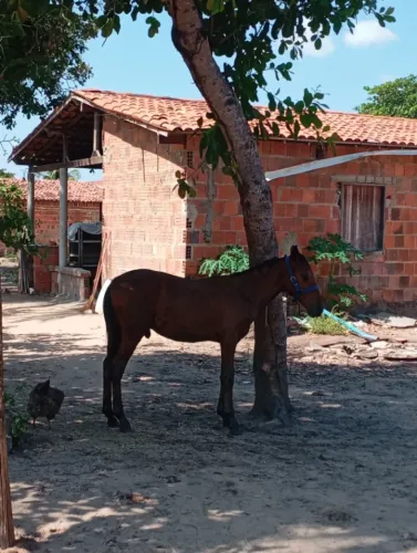 Cavalo