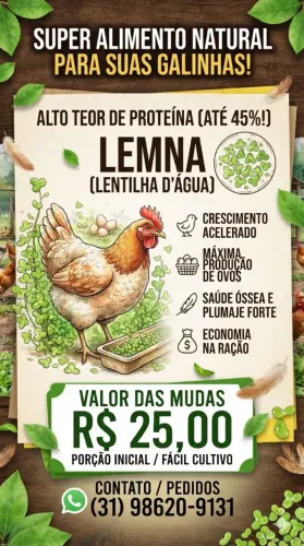 Vendo mudas de lemna.