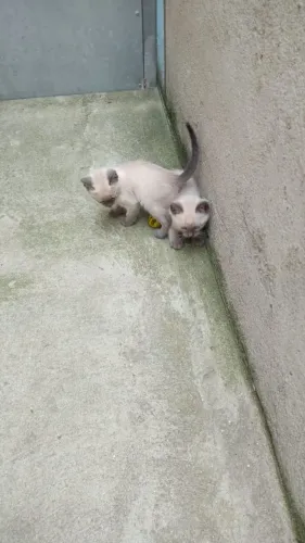 Doação de gato