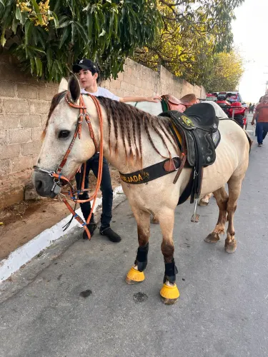 Piquira a venda