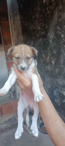 Viralata fêmea adoção responsável