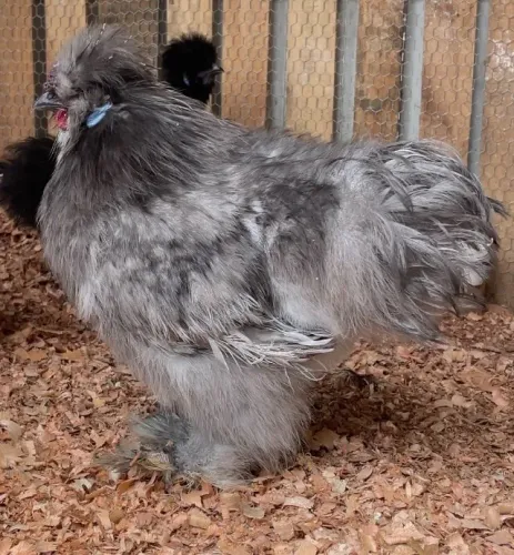 Sedosa do Japão (Galo)