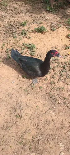 Vendo esses dois patos adultos 