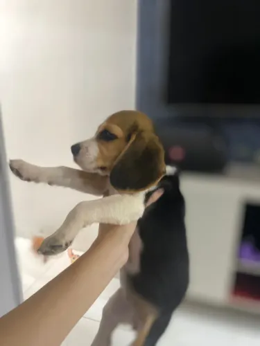 Vende-se cachorra beagle 