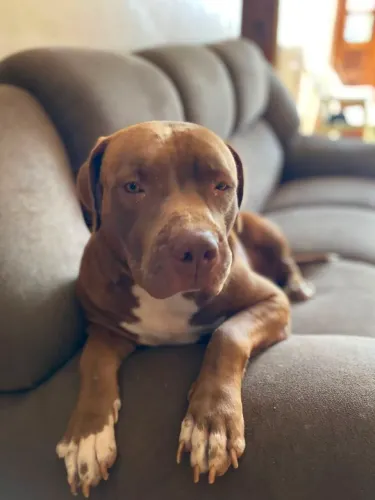 Pitbull vendendo
