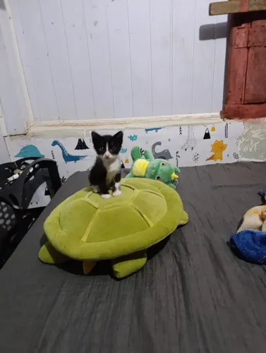 Doação de gatinho macho 