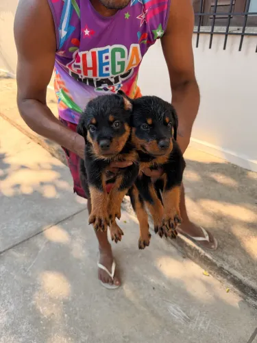 Filhotes de Rottweiler