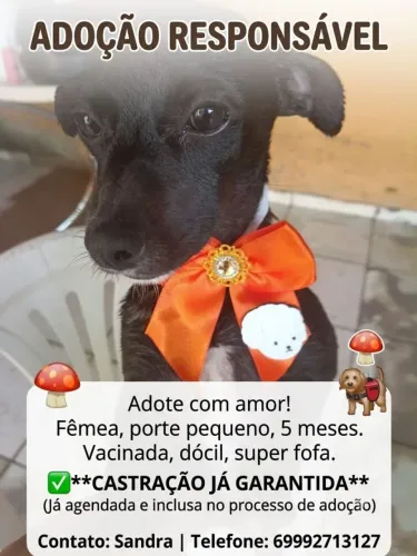 Lindos filhotes pra doação responsável. 