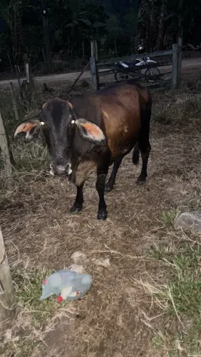 2 vacas leiteiras, prenha 3 cria