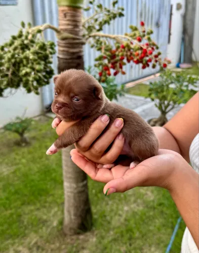 Filhotes de chihuahua